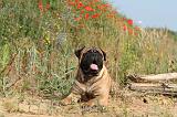 BULLMASTIFF 224